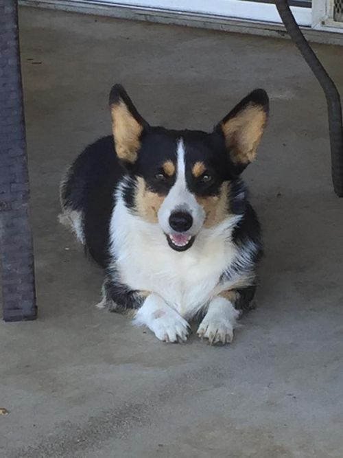 Annie is now spayed n retired. =)