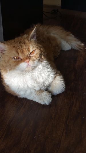 Ragnar is our other resident cat. He is a purebred Selkirk Rex cat. His curly coat and grumpy face are sure to greet you. He is a CFA Champion cat and also a 1 show Grand Premier.
He has earned 2 Best Cat in Show awards, beating hundreds of other cats, always with compliments on his coat preparation.
He was 2018, 2019, and 2020 CFA Best Selkirk Rex in the Midwest.
His sweet easygoing nature is a nice addition to our salon.