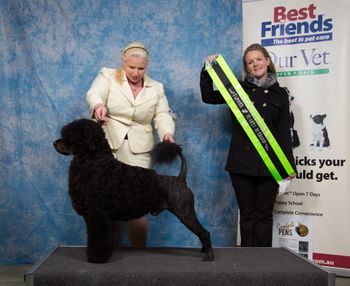 Runner Up Best In Group and Best Australian Bred In Group -Junior Kennel Club of Victoria July 11, 2015. 'Gr Ch Uptrend One Of The Greatest' -Later Best Australian Bred In Show.