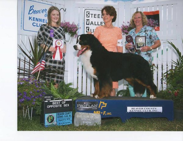 BISS GrCh Marben's McChouffe V Ayehli
Best Opposite Sex In Show
NBMDCO Specialty Ohio USA 2016
