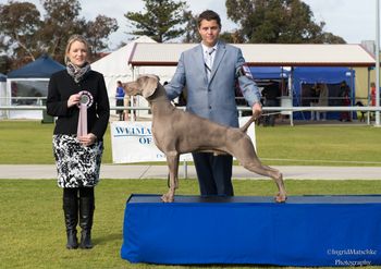 Best In Show Weimaraner Club of SA Open Show. Ch Waldweize Game Keepa At Poshvwei Imp NZ CCD RN ET. July 24th, 2015