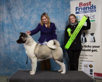 Best Intermediate In Group- Junior Kennel Club of Victoria, July 11 2015. 'Ch Shinano Star Attraction' -Later Best Intermediate in Show.