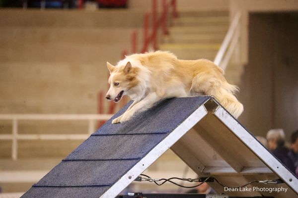 2x Skyhoundz DDAT World Champion + World Record Holder