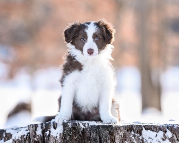 AKC CH PTD O'my! Hot Topic at Orion