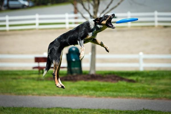 Limit learning to fly in the summer of 2013!