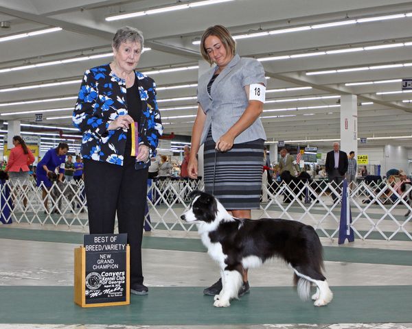 GCH CH Harbormist Dare To Dream RN OA OAJ NF DS DJ CGC TKN