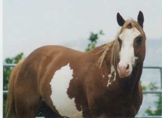 THIS IS DOWN TO THE WIRE HE IS A 2001 BRED MODERN SKIPPER W PAINT STALLION. HE STANDS 16'2 HND AND IS 1400 PND. HE IS SORREL AND WHITE WITH A FLAXEN MAIN AND TAIL. HIS FOALS ARE EXCELLENT TO TRAIN, HANDLE, SELLABLE, COLORED. HE IS VERSITILE ENOUGH THAT HE CAN GO FROM A CALM TRAIL RIDE TO PENNING WITH EASE. IF YOU ARE LOOKING FOR A HALTER HORSE HE HAS THE SIZE. HE DOES PASS ON HIS TEMPERMENT ON ALL THE FOALS. SO IF YOU ARE LOOKING TO ADD COLOR/ TEMPERMENT/ VERSILTIE TO YOUR NEXT FOAL GIVE US A CALL . STUD FEE $500.00 WITH A $150.00 BOOKING FEE. ANY OF THESE HORSES CAN BE CHECKED ON http://www.allbreedpedigree.com/down+to+the+wire
