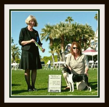 Skippin CJ Golden Rose Desert Empire AKC Show Indio. CA 01/06/12 BIMISC 01/07/12 BIMISC We are so proud to say Skippin CJ Golden Rose placed for the second year in a row 01/04/13 BIMISC 01/05/13 BIMISC AKC Terrier Speciality show Indio California BIMISC 1/5/12 Judge: Lydia Coleman Hutchison and 1/6/12 Judge:Britta Börjeson BIMISC 01/03/13 Judge: Mr. Kenneth Kauffman 01/04/13 Judge: Mr. Desmond J. Murphy
