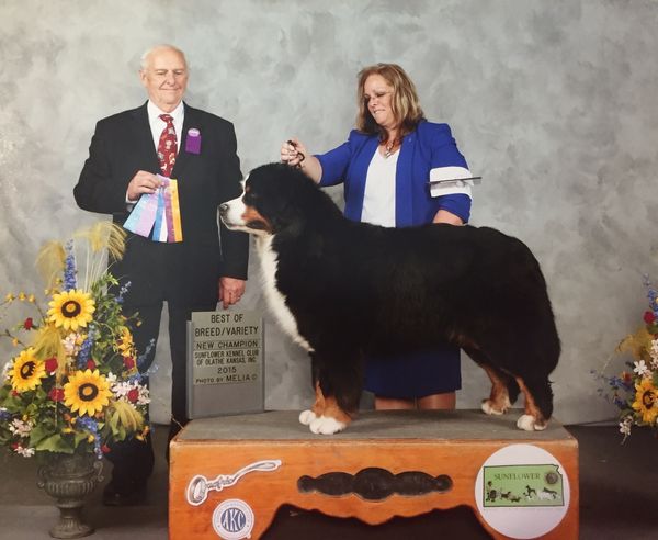 This is Goldmine Maid By Bravo (Zoila)
She is my foundation bitch and came to me from my friend and Mentor Kathy Dugger (Goldmine Bernese)