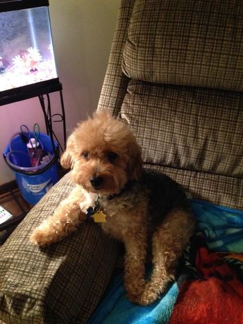 Lucky Rudy! We received this picture from Jim & Judy who adopted handsome Rudy in January 2014. If this picture is anything to go by, Rudy has had a great year. Maybe this Christmas he will get a robe and slippers to go with his recliner. Thank you Jim and Judy for giving Rudy a wonderful home!!!