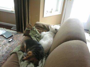 Molly, a beagle, now enjoys her new life with Maria and Kevin. She especially loves that she can now snuggle on the couch with her pal Angus and dream sweet doggy dreams!