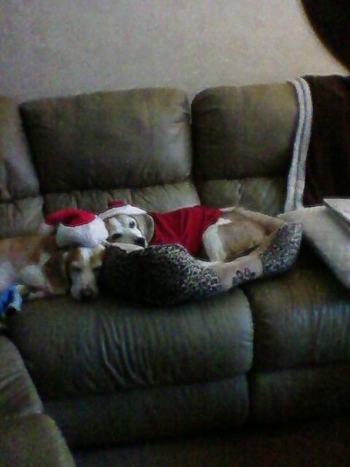 Isn't life good when you have a pal to always be with? Hunter was adopted in September 2012 by Tom and Sue and Ben (the Beagle), too!
