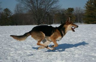Female German Shepherd/Collie mix rescued December 2009. Owner surrendered Fauna after realizing he could not take care of her. Adopted January 2010 by Charlie and is currently living on 16 acres where she can run and play to her heart’s content!