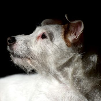 Phoebe was adopted by Ed and Heather in December 2012. She is a very smart girl who is benefiting by having humans familiar with jack russels. As you can see, she enjoys having Ed take wonderful photographs of her.-
