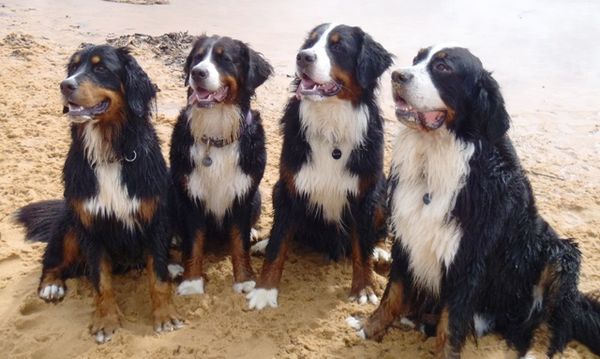 Rosie, Kyra, Braxton and Mason at the beach in 2012