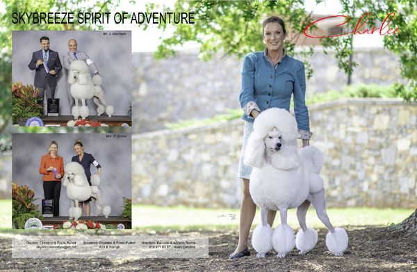 Charlee Ch Skybreeze Spirit Of Adventure