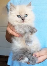 Blue Colorpoint MINK kitten