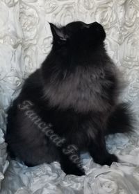 Black SOLID adolescent