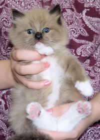 Seal Mitted MINK Kitten