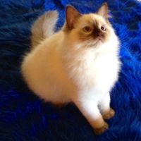 Ragalon Godiva "Diva"