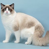 CH Romeo 10 months old Portland OR