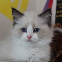 Baby Romeo
