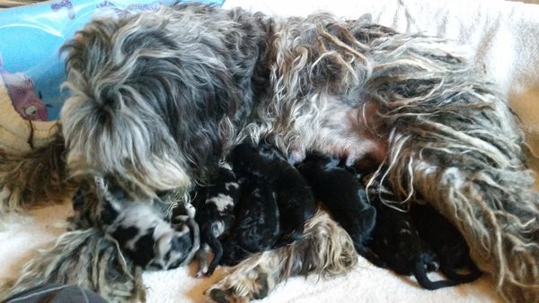 I have been counting to seven a lot the past 2 days!! We have two coal black girls and one with white toes and a white Y on her chest. We have one beautiful dark merle girl and two dark merle boys. And one coal black boy with a tiny white spot on his chest.