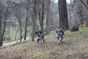 Monster's last trip to the farm.