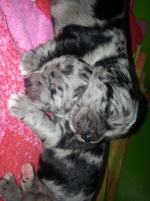 Sleepy Boys. 6 days old.