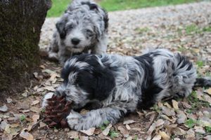 Pine cones are very interesting!