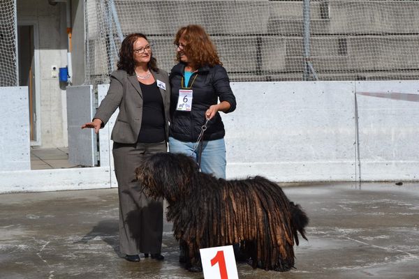 Sansone
Best Opposite Sex
Raduno di Sonogno 2014
Switzerland
Congratulations to Zea's father and Marilu Cordone!