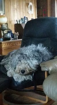 Nisa the comfy chair thief!