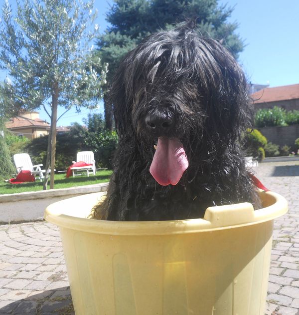 Mirtea gets ready for the Raduno
See Bergamascos do get baths!