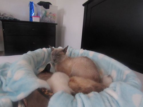 Peter, blue point dad cat, with kittens. Relative cat Harry, sleeping in front.