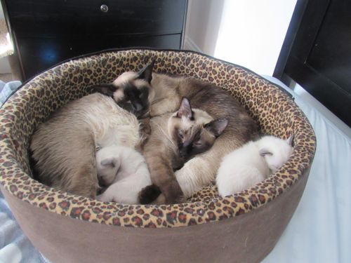 Kristina, mom cat, in front, with kittens. Kristy, relative cat, in back.