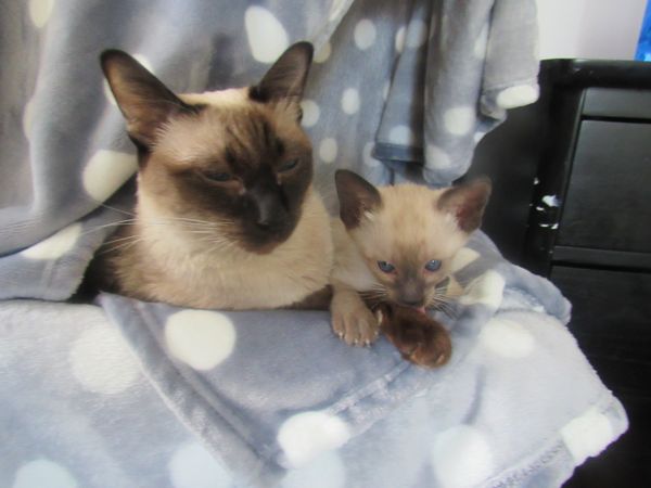 A little boy kitten with his mom.