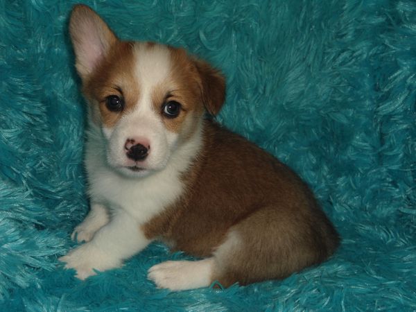 Marcie's M1
Red/White little boy Born 5/21/2022. He is APRI Registered and will come with his Pedigree. His mom is Marcie and Dad is Charlie. Both can be seen on the "Meet the Parents" page. This is a very sweet playful boy. All the details about the babies are at the top of this page. $ 700.00 ~~~~AVAILABLE~~~