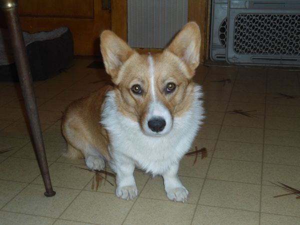 JOKER'S WILD "Joker" - 1 year old