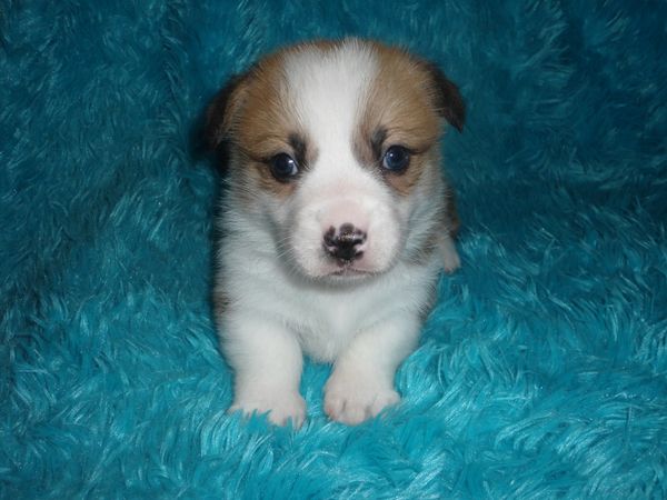 Carley's M2
Red/White little boy Born 10/31/2022. He is APRI Registered and will come with his pedigree. His mom is Carley and his dad is Joker. Both can be seen on the "Meet the Parents" page. All details about the babies are at the top of this page. $800.00 ~~~Available~~~