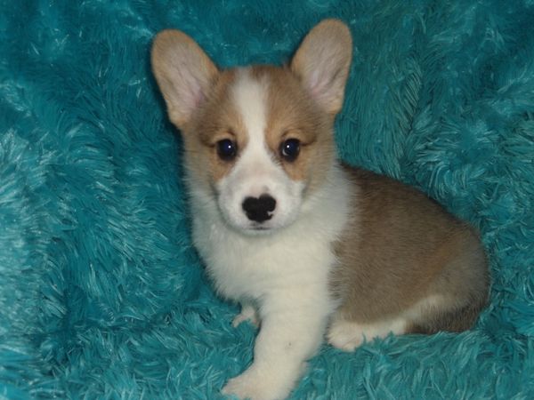 The pick up times for your new Corgi baby must be scheduled with me between 10 A.M. and 2 P.M. Central Standard Time. These times will also depend on weather conditions. Thank you for your cooperation!
Cheri and the Corgis