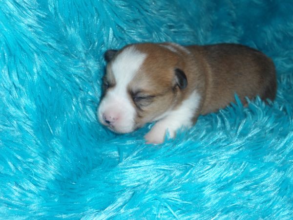 Marcie's M3
Red/White little boy Born 11/5/2021. He is APRI Registered. His mom is Marcie and his dad is Charlie. Both can be seen on the "Meet the Parents" page. All the details about the babies are at the top of this page. $900.00 ~~~AVAILABLE~~~