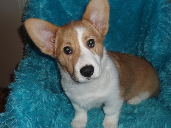 Boo's M3
Red/White little boy Born 12/10/2021. He is APRI Registered and will come with his Pedigree. His mom is Boo and his dad is Joker. Both can be seen on the "Meet the Parents" page. All the details about the babies are at the top of this page. $600.00 ~~~AVAILABLE~~~