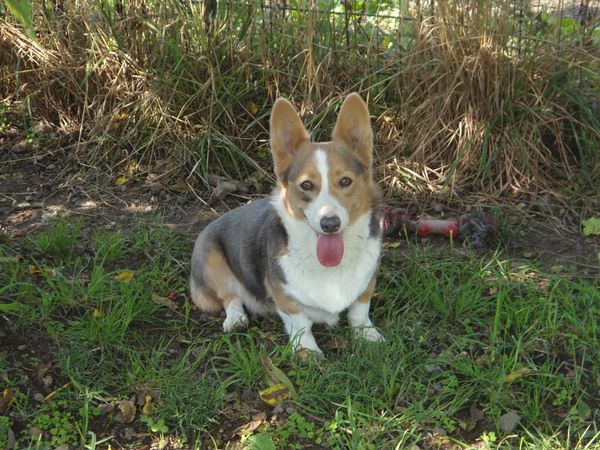 "Sylvia" one of the Ladies. She is a Blue Tricolor and an extremely smart little sweetie!
