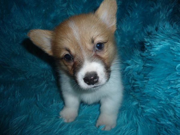 Emma's F4
Red/White little girl with some sable face markings. Born 6/19/2021. She is AKC Registered. Her mom is Emma and her dad is Joker. Both can be seen on the "Meet the Parents" page. All details about the babies are at the top of this page. Please read, especially if you are interested in one of my precious babies. $900.00 ~~~AVAILABLE~~~