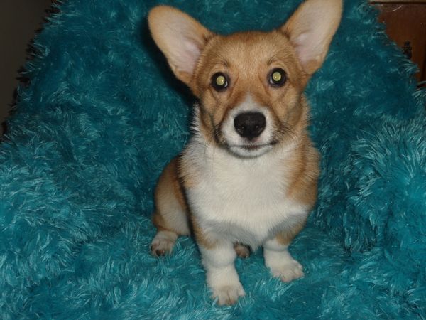 Tori's F1
Red/White little girl Born 6/7/2021. She is AKC Registered. Her mom is Tori and her dad is Diego. Both can be seen on the "Meet the Parents" page. All details about the babies are at the top of this page. If you are interested in one of my precious babies please read. This girl is fully vaccinated except rabies. $900.00 ~~~AVAILABLE~~~