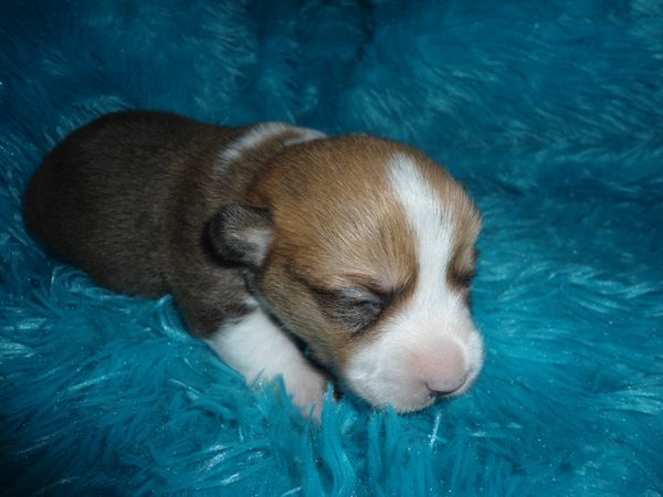 Marcie's M2
Red/White little boy Born 11/5/2021. He is APRI Registered. Marcie is his mom and Charlie is his dad. Both can be seen on the "Meet the Parents" page. All details about the babies are at the top of this page. $900.00 ~~~AVAILABLE~~~