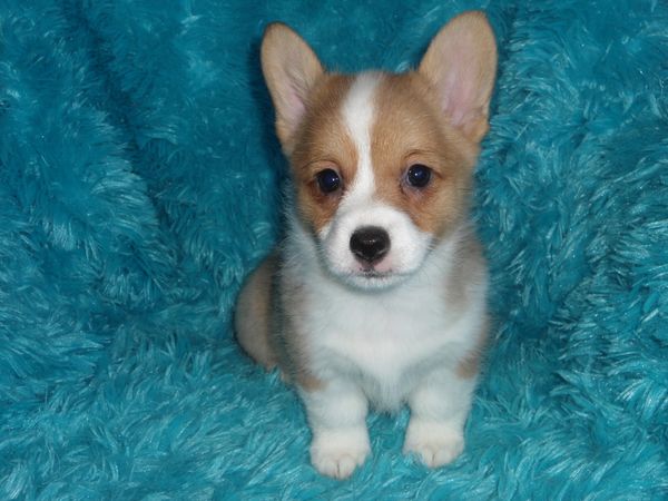Dawn's F1
Red/White little girl Born 2/14/2022. She is APRI Registered. Her mom is Dawn and her dad is Jerry. Both can be seen on the "Meet the Parents" page. All the details about the babies are at the top of this page. $800.00 ~~~AVAILABLE~~~