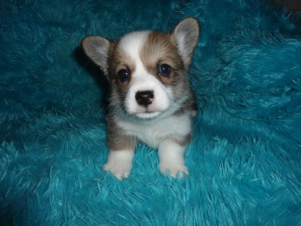 Dawn's F1
Red/White Little girl Born 6/17/2021. She is AKC Registered. Her mom is Dawn and her dad is Jerry. Both can be seen on the "Meet the Parents" page. All the details about my babies are at the top of this page. Please read, especially if you are interested in one of my precious babies. $900.00 ~~~SOLD~~~