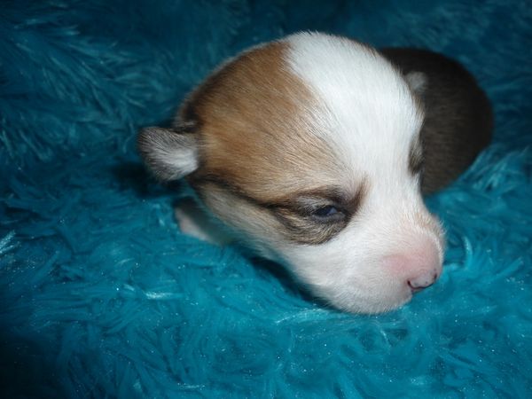 Marcie's M4
Red/White little boy Born 11/5/2021. He is APRI Registered. His mom is Marcie and his dad is Charlie. Both can be seen on the "Meet the Parents" page. All the details about the babies are at the top of this page. $900.00 ~~~AVAILABLE~~~
