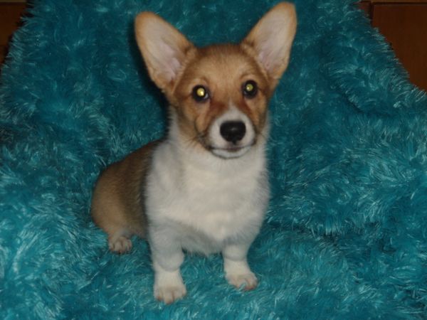 Tori's F3
Red/White little girl with full collar. So cute! Born 6/7/2021. She is AKC Registered. Her mom is Tori and her dad is Diego. Both can be seen on the "Meet the Parents" page. All details about the babies are at the top of this page. Please read, especially if you are interested in one of my precious babies. This girl is fully vaccinated except rabies. $900.00 ~~~AVAILABLE~~~